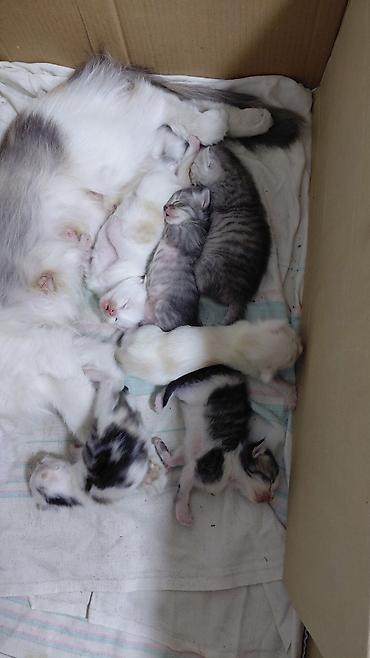 приют котят: Котята от домашней кошки - Порода: беспородные (домашние). - Окрас — 1
