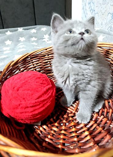 Продаётся Британский котенок, девочка голубого окраса. - Окрас