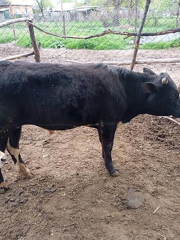 Коровы, быки: Продаю | Бык (самец) | На откорм — 10