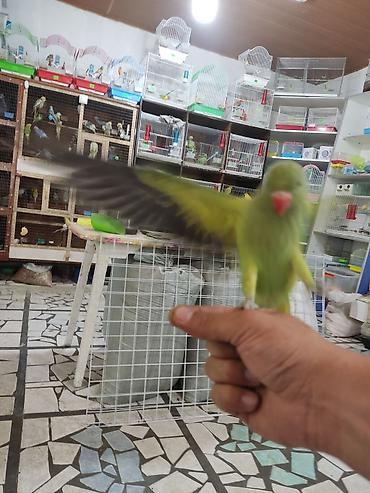 Птицы: Ручной ожереловый попугай! Если у вас никогда не было опыта — 4