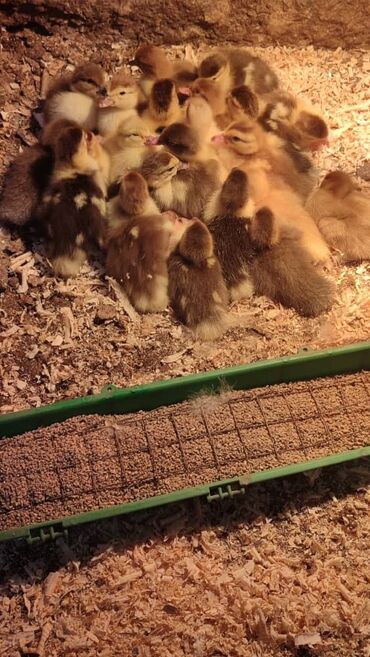 где купить суточных цыплят: Суточные индаутята с мамой уткой Утят 24шт по 150с