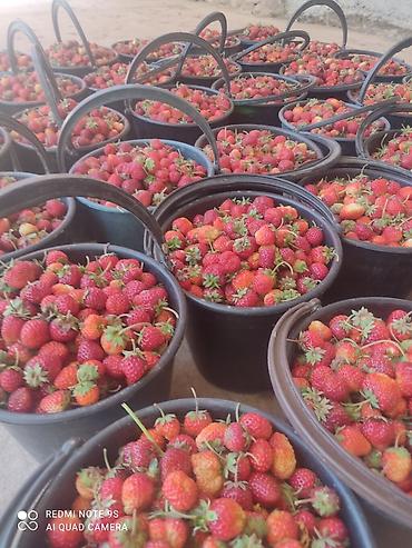 Малина: Малина Платная доставка — 8