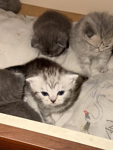 вислоухий кот бишкек: Шотландские котята (возможны вислоухие и прямоухие) классических — 2