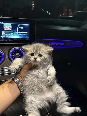 pısık sekıllerı: Şotland — 4