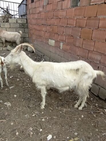 Keçi, çəpiş: Keçilər dəsti satılır – ümumi 6 baş • 1 baş hələpnən × sanen dönməsi — 9