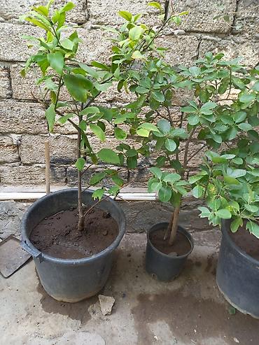 limon ağaçı: Limon agaci 2 eded. Birinin ustunde 1 eded limon var sekilde — 2