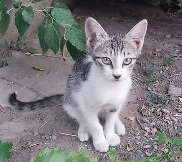 black cat: Отдам котят даром в добрые руки. Котята от уличной кошки, принесла их — 4
