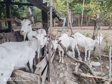Корма для с/х животных: Самка, Zanen, лет: 2, 5 кг, Для молока, Самовывоз