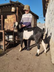 купить собаку объявления: Продается козел (Нубийский),возраст 8мес,мать 5литровка - отец