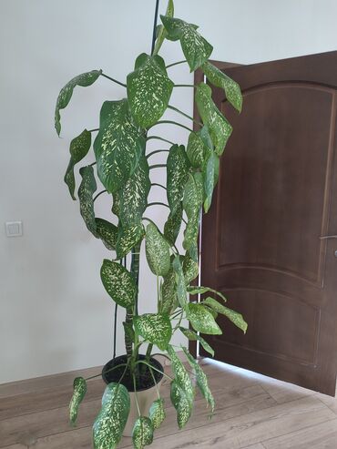 продам комнатные растения: Продаю диффенбахию. высота от пола 2 метра