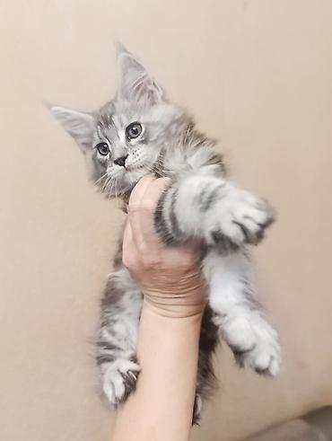 Продажа кошек: Возраст 2 месяца, мальчик.Породистый котёнок мейн-кун, серебристый — 4
