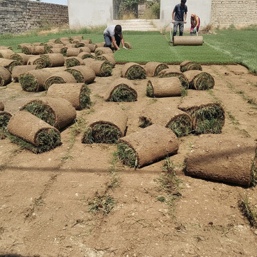 Toxumlar: Qazon satışı təbii və süni Qazonlarımız satışda mövcuddur təbii — 1