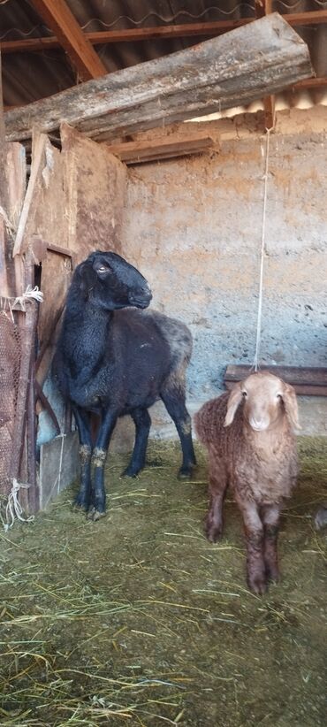 Баран, овца: Продаю | Овца (самка) | Полукровка | Для разведения | Ягнившаяся — 4
