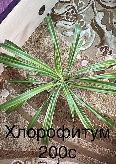 фиалки стартеры: Продаю комнатные растения — 3