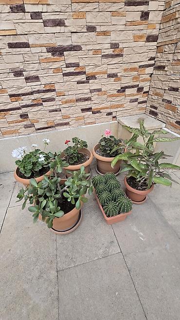 Otaq və balkon üçün saksı bitkiləri dəsti 6 li destimiz endirmde