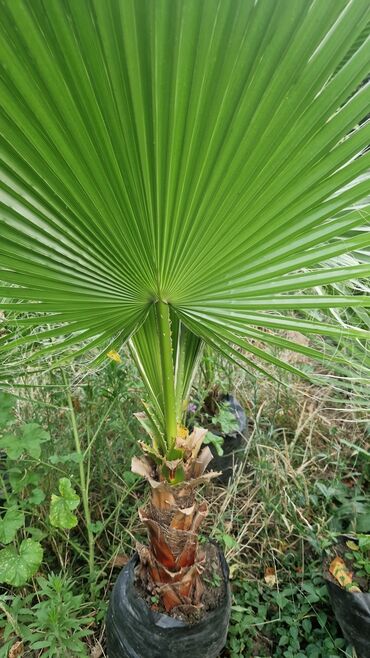 Ağaclar: Vaşınqton palma ağacları satılır qiymətlər palmaya görə dəyişir 10 -da lalafo.az — 16 Ağaclar: Vaşınqton palma ağacları satılır qiymətlər palmaya görə dəyişir 10 — 16