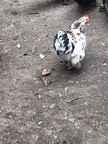 Toyuqlar: Toyuq, Damazlıq — 11