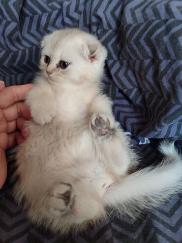 Pişiklər: 200 manatdan başdıyan qiymətlər 1000 manata kimi. Qiymət pişiyin — 6