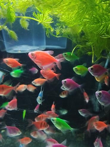 heyvan satilir: Glofish, Sülhsevər — 2