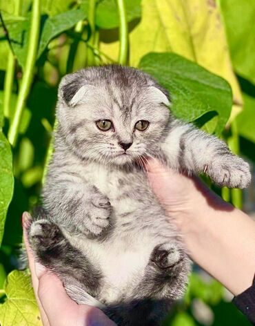 кошка с разными глазами: Скотиш Фолд (Шотландиялык шалпаң кулак), 2 айлык, Эркек, Лотокко барууга үйрөтүлгөн, Курттардан тазаланган