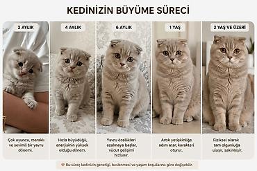 Pişiklər: Britan, Dişi, Yaxşı əllərə, Ünvandan götürmə — 5