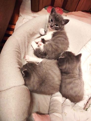 Pişiklər: Britan, Erkək, Dişi — 1