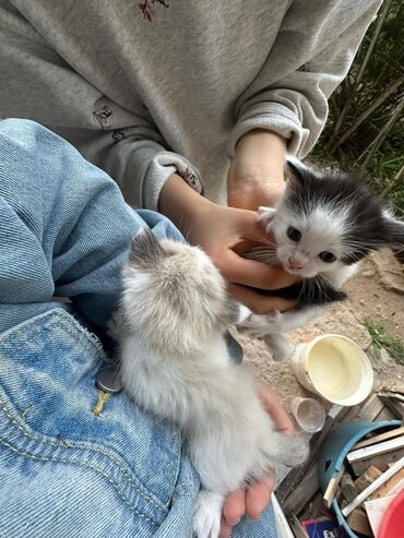 бекер мышык: Отдаем котят в надежные и любищич руки.Котятам два месяца.два мальчика