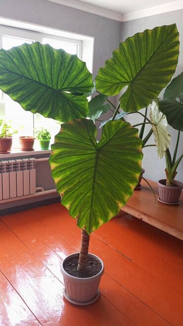 садовой инвентарь: Алоказия (возможно, Alocasia macrorrhiza/«Слоновье ухо») в горшке. -