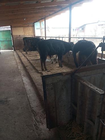 Коровы, быки: Продаю | Бык (самец) | На откорм | Привязанные at lalafo.kg — 5 Коровы, быки: Продаю | Бык (самец) | На откорм | Привязанные — 5