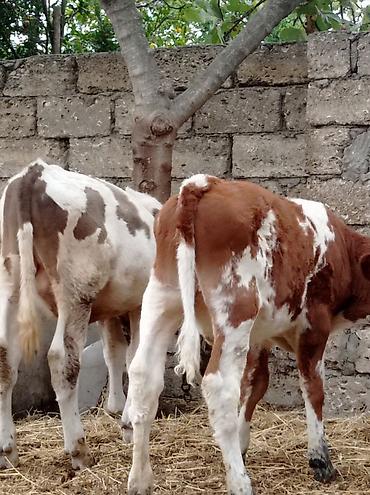 sudluk inek satisi: Bir Erkey bir dişisi Erkey 6aylıqdı dişi smental arginal avsdralyadı — 9