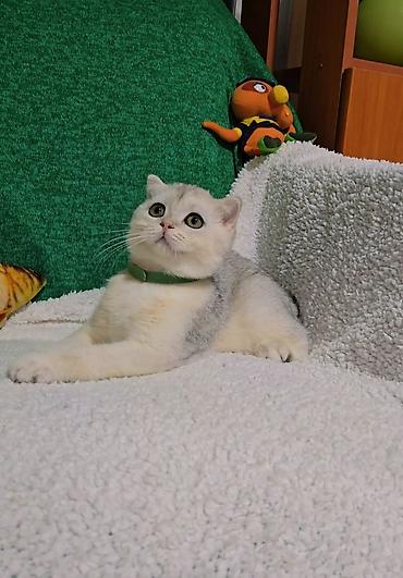 кошка мальчик: Шотландские котята — 6