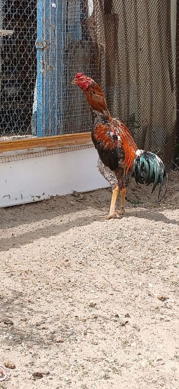 xoruz satlir: Salam heyrat lar satlir qiymat birna ayiddi