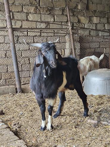 balali keci: Salam super erkekdi partdama kökdü həm damazlıq həmdə kəskiyə real — 1