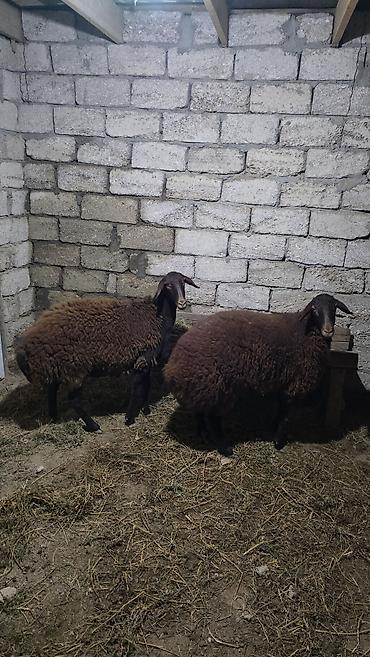 sud sagan pompa: Əkiz Qala şişeyləri 1 yaş 2 aylıq Subaydılar Qoçum yoxdu Tam sağlam — 4