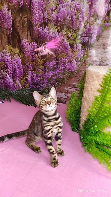 Продажа кошек: Красивейшие Бенгальские котята с огромными розетками. Проф питомник — 6