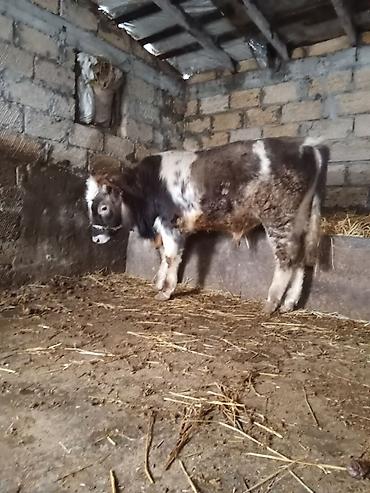 Dana, buzov: Dana, buzov, Erkək, ay: 8, Ətlik — 12