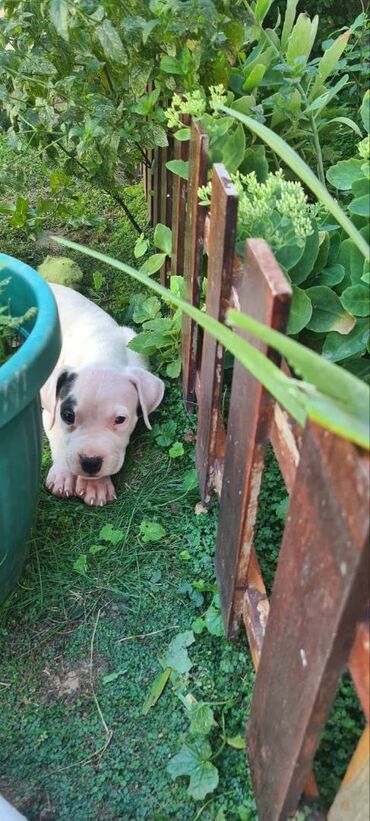 Psi: Na prodaju 9 prelepih štenaca DOGO ARGENTINO, 1 ima flekicu na oku i — 5