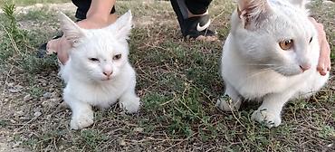 pişik şekli cekmek: Van, Dişi, Yaxşı əllərə, Ünvandan götürmə — 2