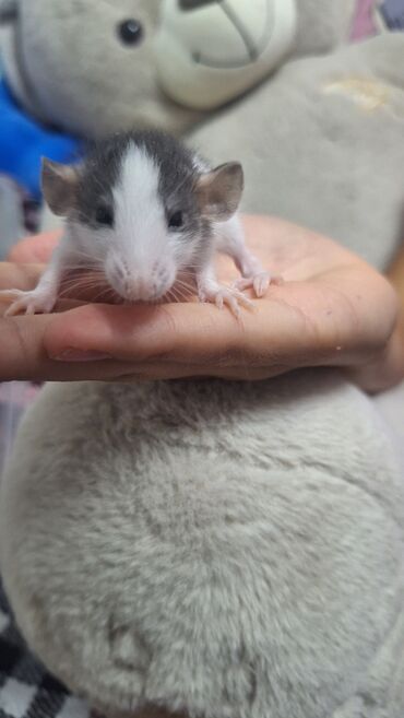 декоративные крысы: Декоративные крысята капюшенной породы, дамбо,хаски, ручные