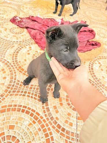 itlər bala: Belçika çoban iti, 2 ay, Peyvəndli, Pulsuz çatdırılma — 1