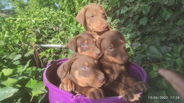 at balasi satilir: Doberman, 1 ay, Erkek, Sənədli, Ünvandan götürmə, Pulsuz çatdırılma