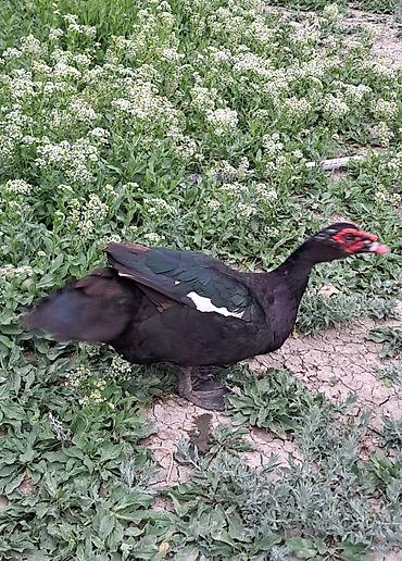Ördəklər: Erkək, Damazlıq, Pulsuz çatdırılma — 8