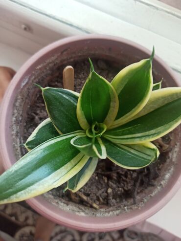 Другие комнатные растения: Цветок, большой — 9