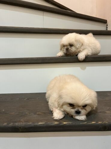 İtlər: Pekines — 1
