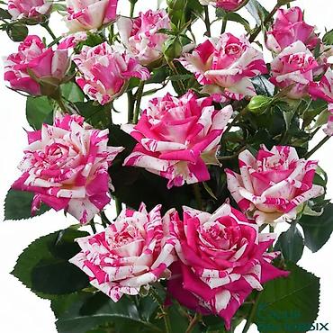 Роза: Саженцы — 6