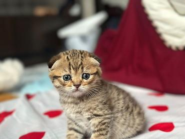 Кошки: Скотиш Фолд (Шотландская вислоухая), 1 месяц, Девочка, Приучена к лотку — 2