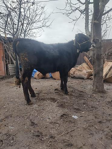 Коровы, быки: Продаю | Бык (самец) | На откорм | Привязанные — 1