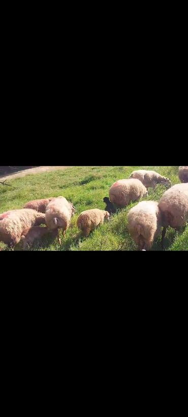 Qoyunlar, qoçlar: Dişi, il: 2, 50 kq, Damazlıq, Ünvandan götürmə — 10