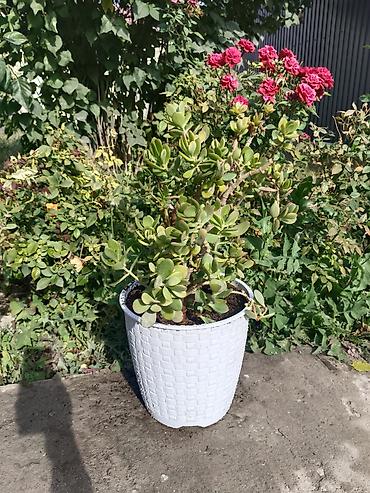 Драцены и Сансевиерии: Продаю комнатные цветы. Цены разные at lalafo.kg — 7 Драцены и Сансевиерии: Продаю комнатные цветы. Цены разные — 7