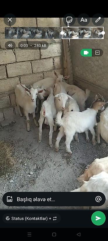 hələp keciləri: Ağ rəngli cavan oğlaq/qoç qarışığı sürü satılır. - Ağır sümüklü, ətli — 1